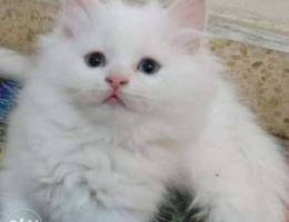 2 female Persian kittens - 2 months old - ...