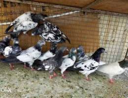 Mix pigeons