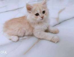 Turkish Angora قط تركي أبيض ذهبي جميل جدا