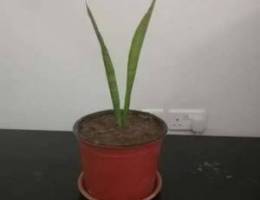 Selections of indoor plants for sale