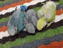 African love birds - 2pairs