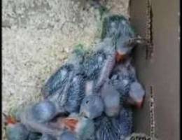 Indian ringneck Babys