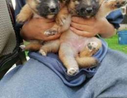 German male puppy with Lulu