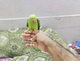 Green parrot for sale