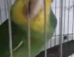 Amazon parrot sale