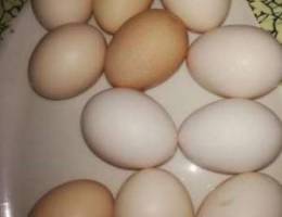 chicken eggs