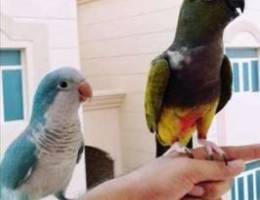 Handtamed Quaker Parrot For Sale