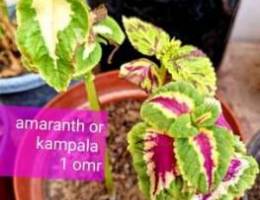 Amaranth all season plants