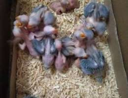 Baby parrots OMR 13