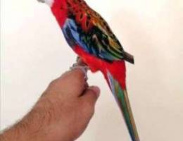 Handtamed Eastern Rosella For Sale