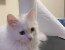 Turkish angora 4 months old Male