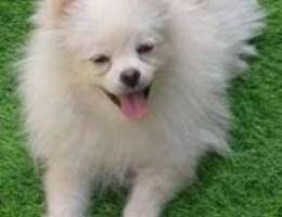 Pomeranian Ukraine available in muscat