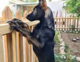 work line German shepherd 5 months old mal...