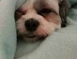 Pure breed Female Shih Tzu