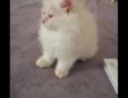 2 month Old Persian Cat