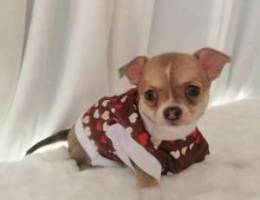 purebreed chihuahua