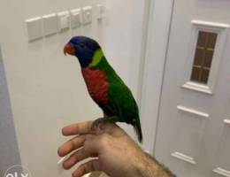 lory parrot | ببغاء اللوري