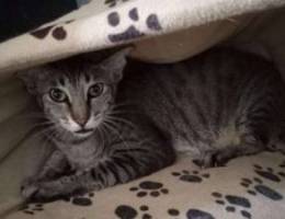 Black tabby kitten for free adoption