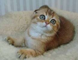 scottish fold Gold Ny25 ( Male )