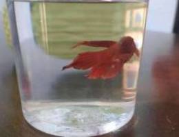 Male Red Veiltail Betta