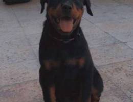 Rottweiler