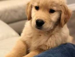 Golden Retriever Puppies for adoption