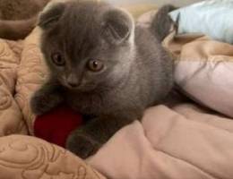 8 Wks Scottish Fold Kitten