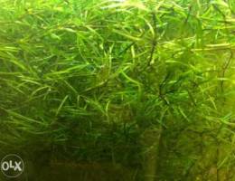 Guppy grass for sale for planted aquarium