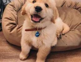 Adorable Golden retriever puppies for adop...