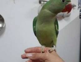 Friendly Nepali parrot