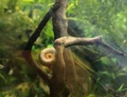 Rams horn snail for aquarium 500 bz each