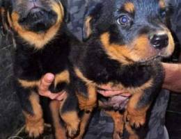 روتواير / Rottweiler puppies