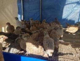 سمان الحجم الجامبو super jumbo quails