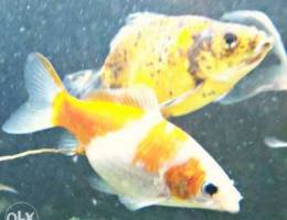 Three Big size gold fish for Sale 10 OMR