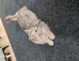 Turkish Angora Female