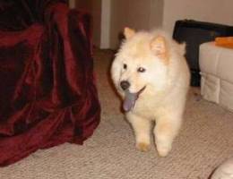 adorable chow chow for adoption