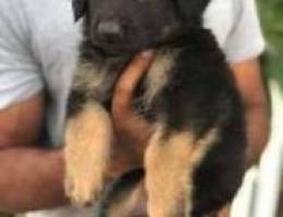 Top Working line female puppy