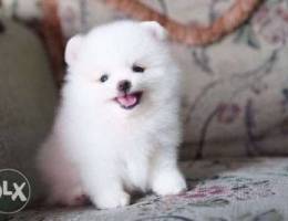 Cute Pomeranian puppies available