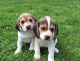 Beagle Puppies