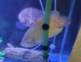 Oscar fish