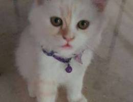 Turkish Angora Male Kitten 3 mo with his i...