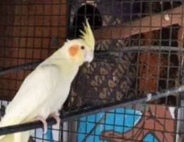 Parrot for sale