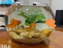 2 gold fish with a tank and oxygen pump