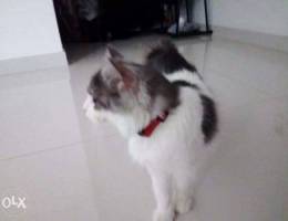 2 years old female shirazi cat