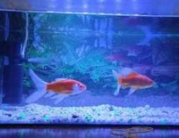 2 big size gold fish(comet)