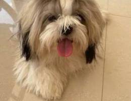 Beautiful Shitzu (Shih-Tzu) dog // شيتزو ا...