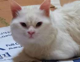 Turkish angora white male