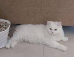 Persian Cat for Sale