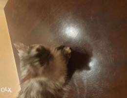 Persian cat for sell