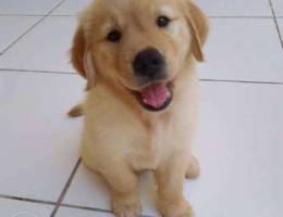 golden retriever